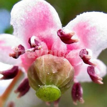 Зимолюбка зонтичная-0