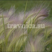 Ковыль перистый