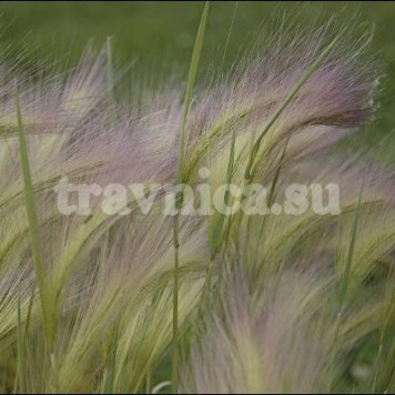 Ковыль перистый-0