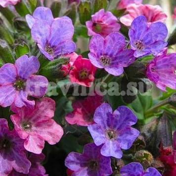 Медуница-0