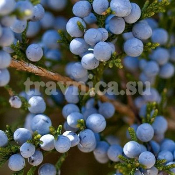 Можжевельник (плоды)-0