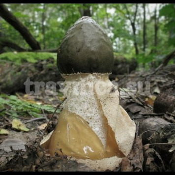 Веселка (гриб)-0