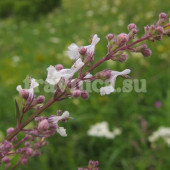 Котовник венгерский (подъем трава)