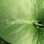 Лопух (лист)
