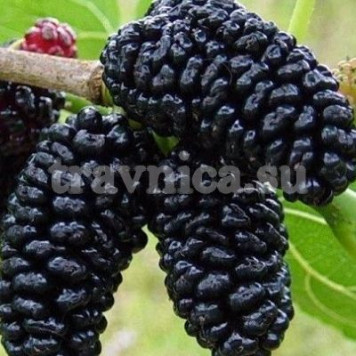 Шелковица черная (лист)-0