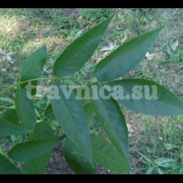 Ясень (лист)-0