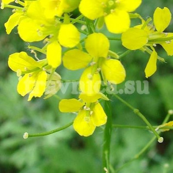 Желтушник (серый)-0